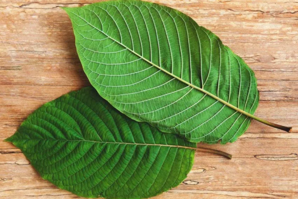 Call For Removal of Kratom, Cannabis From Drugs List