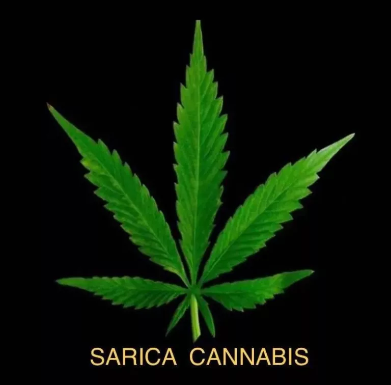 sarica cannabis 768x756