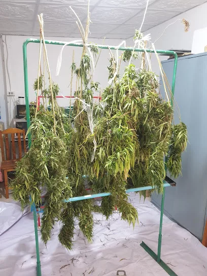 sts cannabis farm   jpg 1