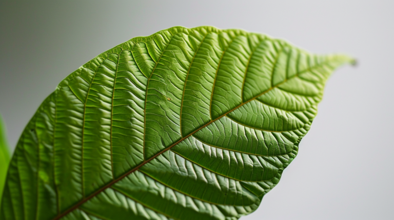 Kratom Leaf